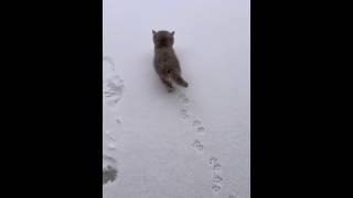 Every kid likes the snow ️ #cat #cats #pet #pets #kitten #cute #cutecat #catlover #shorts #fyp