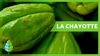 BIENFAITS de la CHAYOTE  Propriétés, contre-indications et comment cultiver la chayotte 