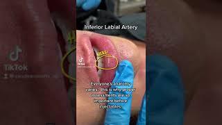 Inferior Labial Artery