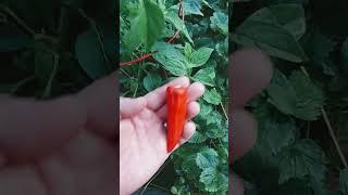 Picking a Fresno Pepper Out of My Garden