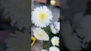 White chrysanthemum from my garden #shortsfeed #shorts #flowers