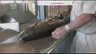 Rogue River Spring Chinook Return to the Hatchery