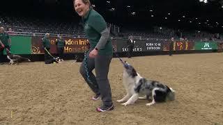 The Kennel Club Large Dog Agility Semi-Finals, Jumping Grand Prix & Large Dog Agility Final