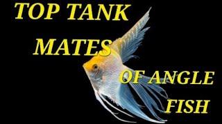 TOP 10 ANGLE FISH TANK MATES | #newfish  @zooppets @MayurDevAquascaper @AQUATICMEDIA