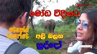 stupid tourist watching wild elephants wrong style