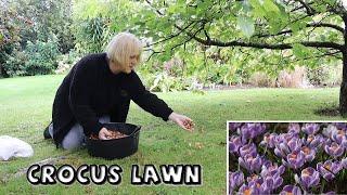 Crocus Lawn with 3 Matching Colours ||  Tips & Planting Techniques in Torrential Rain