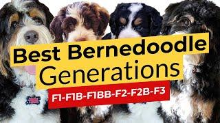 Best Bernedoodle Generations! F1  F1B  F1BB  F2  F2B  F3