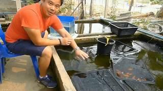 Best Tri Color Goldfish Farm (Sakchai Tanariyameeririkul) From Thailand