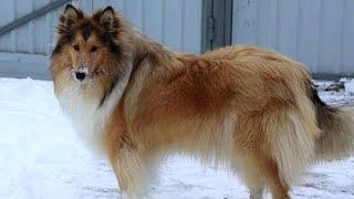 Hi I'm Jessie the rough collie and this is my first YouTube video