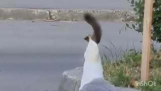 Чайка съела белку.