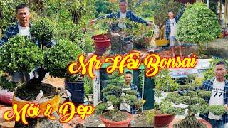 MR HẢI | #0939573957 | NHIỀU CÂY MỚI THÀNH PHẨM GIÀ ĐẸP NGÂU VÀNG, MAI VẠN PHÚC, SAM, VÚ SỮA, KHẾ...