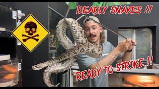 Another day another DEADLY snake with @ChandlersWildLife  - duffdoesnaturestuff