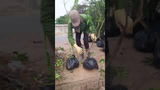 HƯỚNG DẪN CHĂM SÓC, TRỒNG, LÀM GIÀU TỪ BƯỞI DIỄN, CAM CANH, BÁN GIỐNG BƯỞI DIỄN. SĐT: 096.239.2038