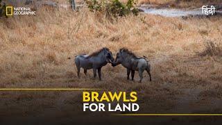 Brawls for Land | Animal Fight Club | हिन्दी | Full Episode | S2 - E5 | National Geographic