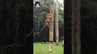 Tiger's Epic Tree Climbing #wildlife #animallover #incrediblenature