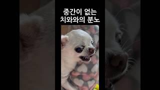 치와와 분노끝에 결국.. 위험한 실제상황 ㄷㄷ #shorts