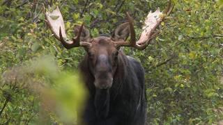 Face-to-Face with Big Bull Moose in New Brunswick | Canada in the Rough