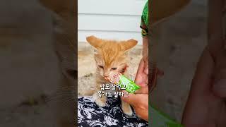 츄르를 처음 먹어본 길고양이 새끼고양이