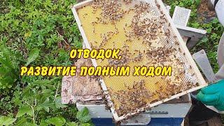пасека, отводок, развитие полным ходом