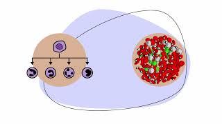 The Genetics of Acute Myeloid Leukemia (AML)