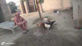 village life Punjab Pakistan