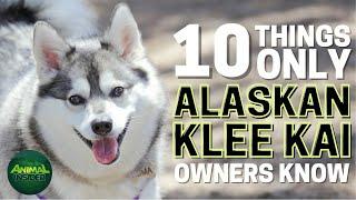 10 Things Only Alaskan Klee Kai Dog Owners Understand