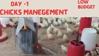 Day -1 Broiler chicks // Poultry farming // Brooding Menegment #broiler