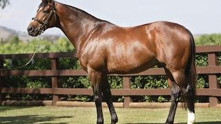 Behind the scenes with Galileo at Coolmore Stud