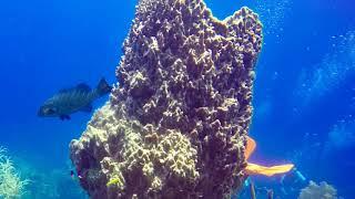 Roatan SCUBA Diving