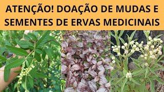 ATENÇÃO! ️ MUDAS ESGOTADAS/ DOAÇÃO DE MUDAS E SEMENTES DE ERVAS MEDICINAIS️ CONFIRA NA LEGENDA!