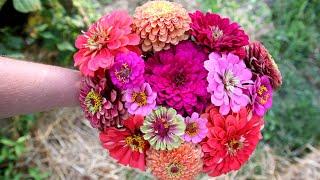 Deadheading Zinnias And Cutting Flowers For an arrangement Or Bouquet