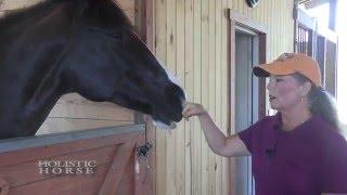 Teaching Horse Manners  for Giving a Food Reward