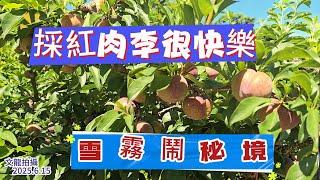 拉拉山秘境裡採紅肉李很快樂 復興區雪霧鬧部落 2025年6月15日