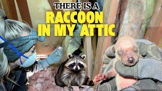 How to Handle a Raccoon in Your Attic | Wildlife Removal