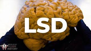 What LSD Does to the Brain