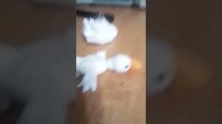гусь обнимусь из пластилина