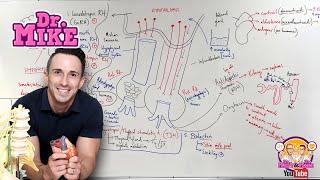 Hypothalamic Pituitary Hormones