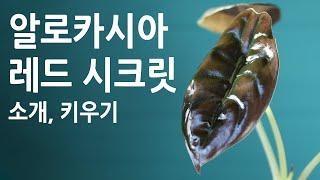 알로카시아 레드 시크릿 소개, 키우기 방법