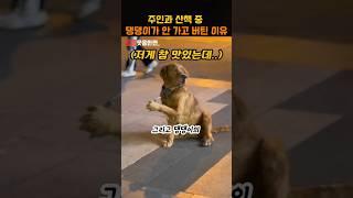 주인과 산책 중 댕댕이가 안 가고 버틴 이유