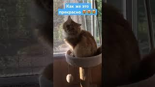 #cats#cat#cute#funny#котики#like#кот#reels#юмор#рыжийкот#shorts#short#shortvideo#live#love#song