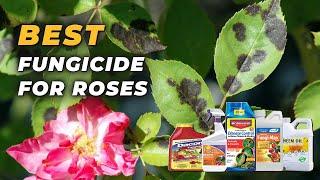 Best Fungicide for Roses - Make your Roses look Vibrant and Healthy