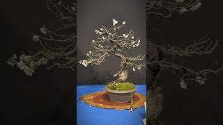 Prunus mume @ Trophy Bonsai Show 2024 by Alan Uithol#bonsai #bonsaitree #bonsaishow #bonsaiart #tree