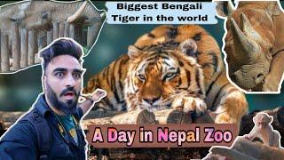 Nepal Zoo !! Never Seen That Big Bengali Tiger Before !! Explore Nepal !! Explore Kathmandu