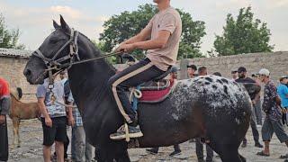 Аспбозори Спитамен  Чавкар Иброхим Полвон  14 июля 2024 г.