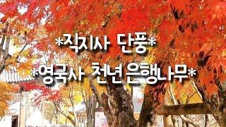 '직지사'의 붉은 단풍,  천태산 '영국사'의 천년지기 은행나무