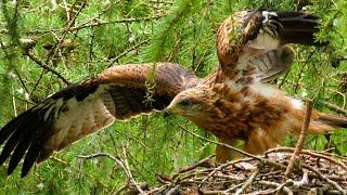 Red Kite Chicks Take to the Skies | Discover Wildlife | Robert E Fuller