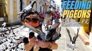 See What Happens When You Feed the Pigeons in San Juan 