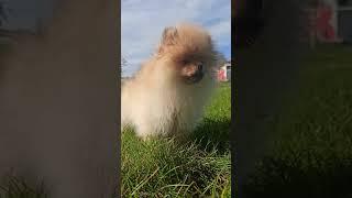 Spitz explains to the grass who is in charge shorts