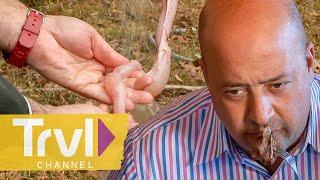 Eating Raccoon & Intestine in the South! | Bizarre Foods with Andrew Zimmern | Travel Channel