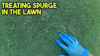 How to Treat Spurge in the Lawn (With RESULTS)